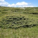 Juniperus alpina